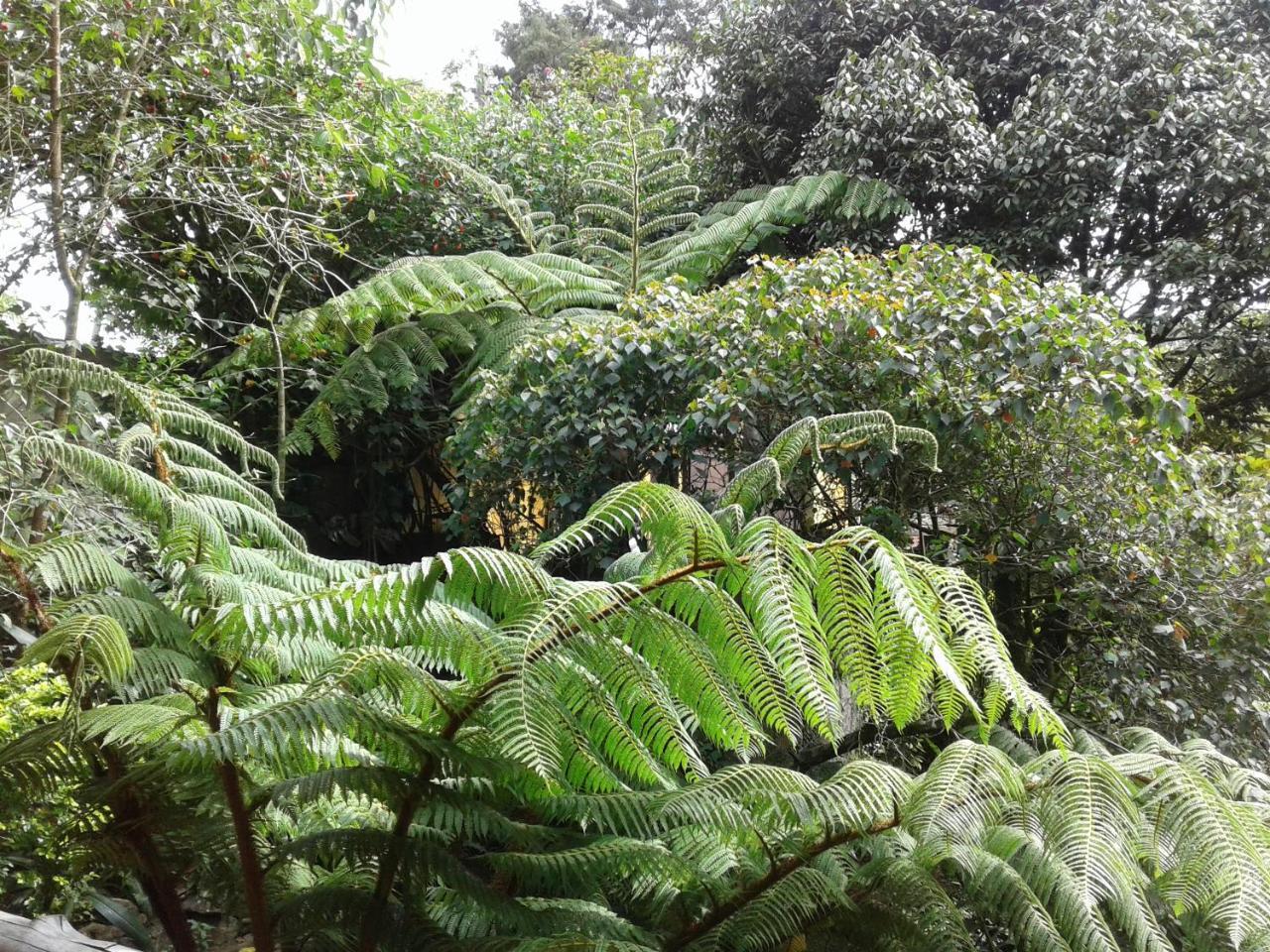 King Fern Cottage نوفارا إيلِيا المظهر الخارجي الصورة